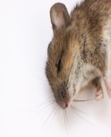 20 meilleurs remèdes pour se débarrasser de l'odeur d'une souris morte sous le sol