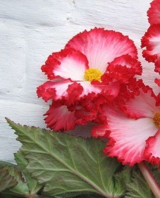 begonia bloeit