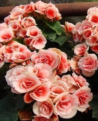 begonia bloemen