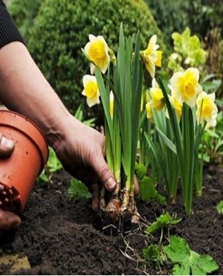 Les bulbes sont plantés à une profondeur égale à sa triple hauteur.