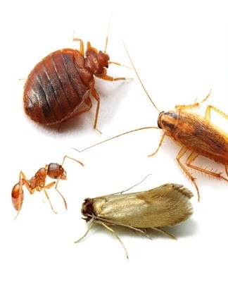 Si des insectes viennent d'apparaître dans l'appartement, vous pouvez vous en débarrasser de manière simple et sans danger pour les autres.