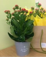 Comment faire pousser et entretenir Kalanchoe dans un pot à la maison