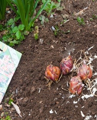 Dans les parcelles familiales, les lis sont le plus souvent cultivés dans un sol non protégé.