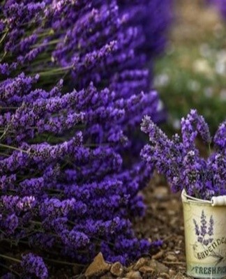 Lavendel heeft kleine zaadjes, dus er mogen geen klontjes in de grond zitten.