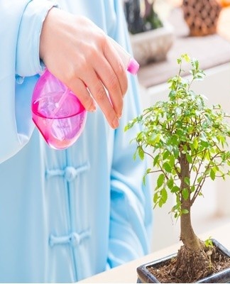 De azalea water geven moet krachtig zijn, maar niet overdreven.