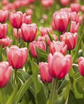 Tulpen beginnen te bloeien in het tweede decennium van mei, dus het is raadzaam om de bollen in de tweede helft van juni op te graven.