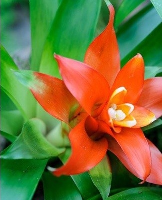 Guzmania commence à ravir les fleurs non pas immédiatement, mais au cours de la troisième ou de la quatrième année de vie.