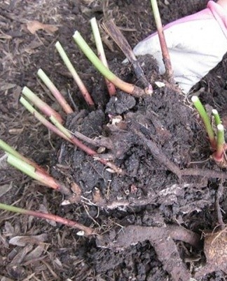 Na het planten moeten pioenrozen worden bewaterd met tien liter water onder elke struik.