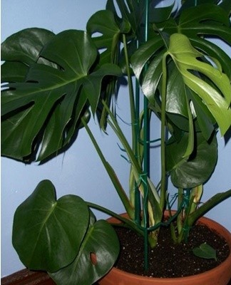 Monstera tolereert vanwege fragiele wortels geen transplantaties.