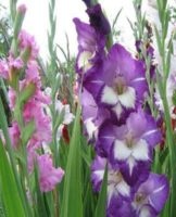 Gladiolen buiten planten en verzorgen en hoe ze in de winter te houden