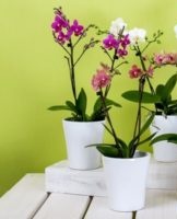 Instructions étape par étape pour prendre soin des orchidées à la maison