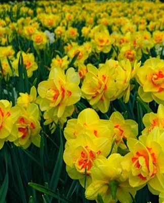 Bloemen houden van water, maar schimmel en grijsrot verschijnen in drassige grond.