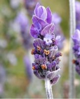 Regels voor het planten en verzorgen van verschillende soorten lavendel buitenshuis