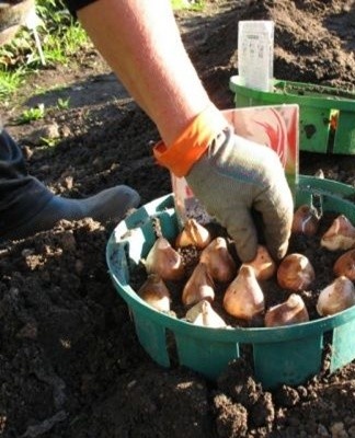 Voor het planten kan de grond weer worden omgegraven en kan al het onkruid worden verwijderd als het de tijd heeft gehad om te groeien.