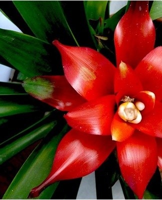 Une mauvaise composition du sol entraîne une violation de la croissance et de la floraison de la guzmania d'intérieur.