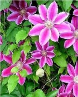 Regels voor het planten en verzorgen van clematis in het open veld voor beginners