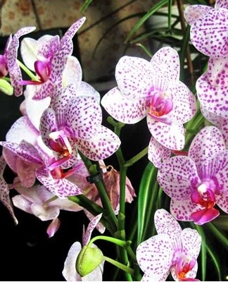 De Phalaenopsis-orchidee is een thermofiele cultuur die regelmatig onderhoud nodig heeft.