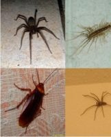 Waar komen insecten vandaan in het appartement en hoe ze te verwijderen, middelen en methoden van strijd