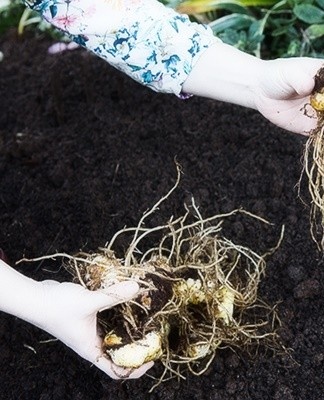 Struiken kunnen meer dan 5 jaar op één plek groeien, planten verplanten wordt vaak niet aanbevolen.