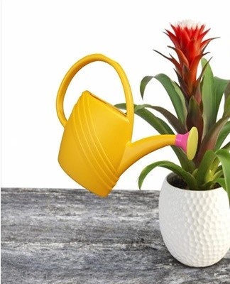 Guzmania, een typische tropische bewoner, tolereert geen koud, hard water,