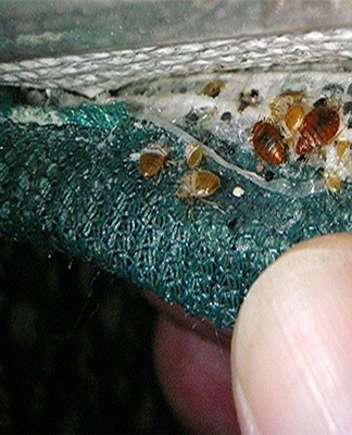 L'un des insectes domestiques courants est rare pendant la journée, se cachant sous le papier peint, dans les coins du canapé et du lit.