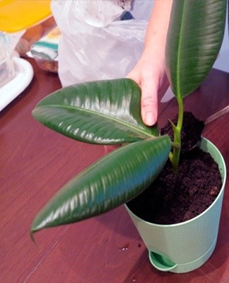  Voor ficus is kant-en-klare aarde heel geschikt, die je in een bloemenwinkel kunt kopen.