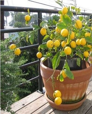 Pour que l'arbre porte bien ses fruits, il est recommandé de le fertiliser périodiquement.