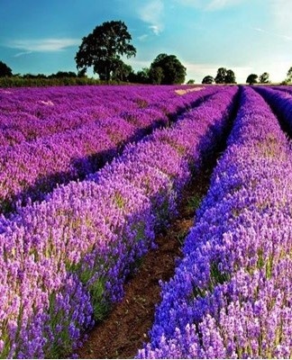 Tegenwoordig zijn er veel soorten lavendel bekend, die elk bepaalde kenmerken hebben.