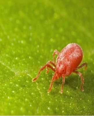 Om de plaag te bestrijden, kunt u insecticiden gebruiken zoals "Fitoverm", "Karbofos"