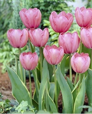 Les engrais minéraux complexes pour les cultures florales sont utilisés comme engrais.