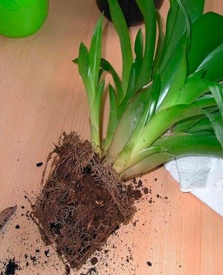 De gemakkelijkste en snelste manier is om guzmania te planten met scheuten.