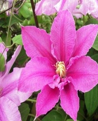 Les clématites sont considérées comme des plantes qui aiment la chaleur, elles ont donc besoin d'un abri pour l'hiver.