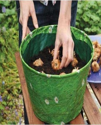  Pour éviter que cela ne se produise, de très petits oignons jeunes peuvent être laissés hiverner dans le sol.