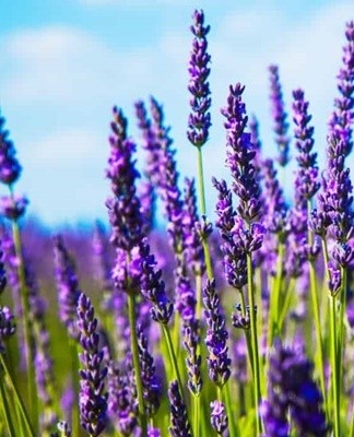 Deze lavendel wordt ook wel Hollandse lavendel genoemd. Deze categorie omvat zeer decoratieve hybriden.