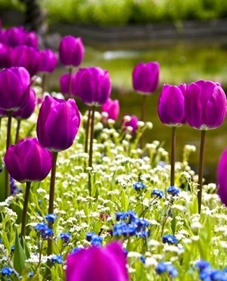 Tulpen zijn vorstbestendige gewassen, maar ze overleven mogelijk geen strenge kou, dus het is beter om de bedden voor te bereiden op de winter.