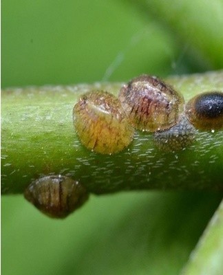 La cochenille est un représentant des cochenilles et des hémiptères.