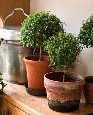 Het is handig om in de buurt van de plant te zijn met rhinitis, amandelontsteking, keelpijn, griep.