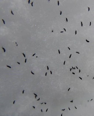 Deze bloedzuigende springende insecten zijn zo klein dat ze moeilijk te herkennen zijn, maar ze zijn wel een grote zorg.