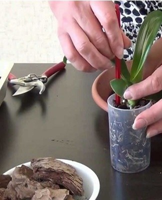 Om de actieve ontwikkeling van de bloem te garanderen, moet u het blad afsnijden met een klein deel van de stengel.