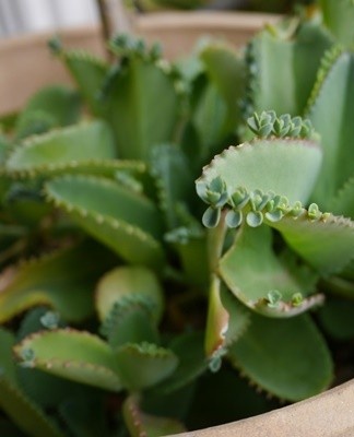 Een plant die in een winkel is gekocht, kan van slechte kwaliteit zijn, ziek.