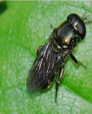 L'apparence du ravageur est similaire aux paramètres d'une mouche grise ordinaire.