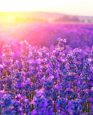 Experts merken op dat lavendel een gunstig effect heeft op de toestand van de menselijke psyche.