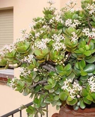 Dans des conditions d'intérieur, Crassula ne fleurit pas souvent, pour la première fois lorsqu'elle atteint l'âge de dix ans.