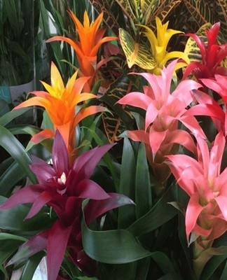 Au total, il existe environ 130 espèces de guzmania dans la nature.