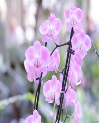 L'orchidée Phalaenopsis fleurit généralement deux, parfois trois fois par an.