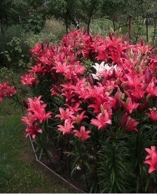 Les variétés à floraison précoce peuvent être replantées en été, en juillet-août.