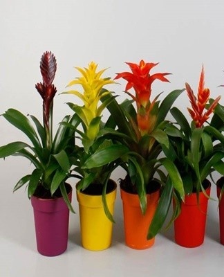 Le mélange hybride de guzmania a des feuilles lisses et larges