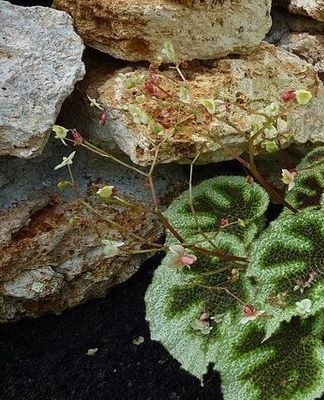 begonia masoniana