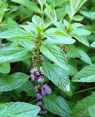 herbes parfumées