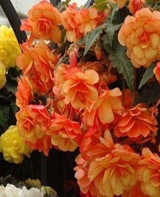 begonia knollen